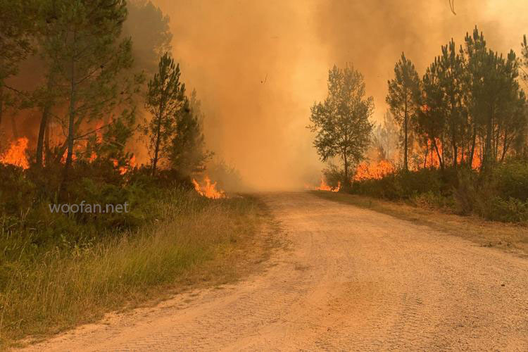 ไฟป่าเผาพื้นที่ ยุโรป ท่ามกลางคลื่นความร้อนจัดไฟป่าลุกโชนขึ้นในหลายพื้นที่ของยุโรป โดยนักดับเพลิงกำลังต่อสู้กับไฟป่าในโปรตุเกส 