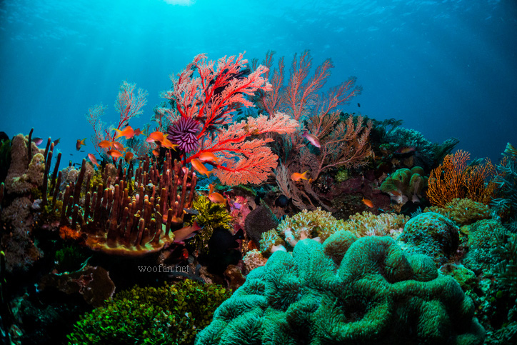 ความสามารถ ในการสืบพันธุ์ของปะการังลดลง การศึกษาใหม่ของมหาวิทยาลัยเทลอาวีฟร่วมกับสถาบัน Interuniversity Institute for Marine