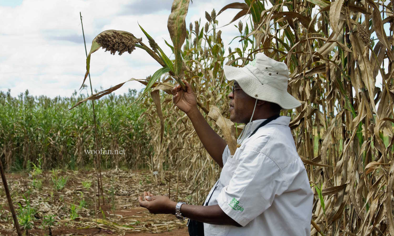 Sweet-Sorghum_FoodTank1500